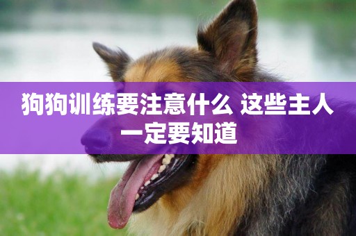 狗狗訓練要注意什么 這些主人一定要知道