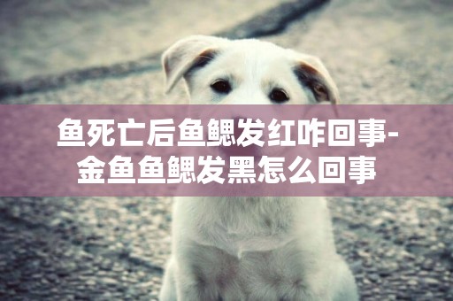 魚死亡后魚鰓發紅咋回事-金魚魚鰓發黑怎么回事