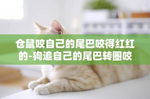 倉鼠咬自己的尾巴咬得紅紅的-狗追自己的尾巴轉圈咬
