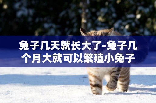 兔子幾天就長大了-兔子幾個月大就可以繁殖小兔子