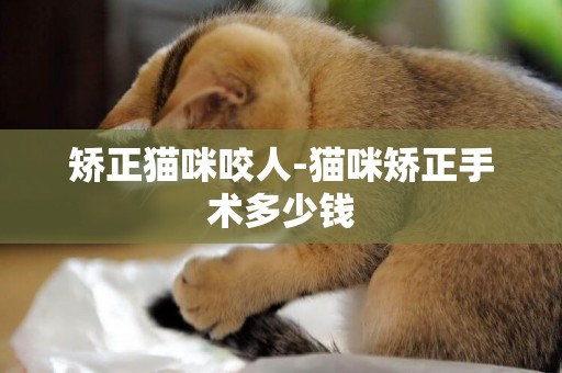 矯正貓咪咬人-貓咪矯正手術多少錢