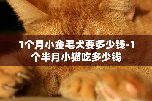 1個月小金毛犬要多少錢-1個半月小貓吃多少錢