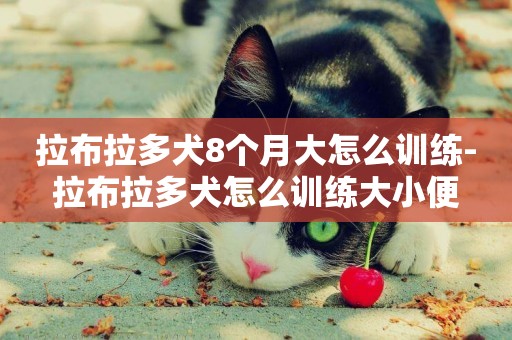拉布拉多犬8個月大怎么訓練-拉布拉多犬怎么訓練大小便
