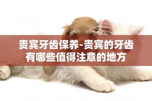 貴賓牙齒保養-貴賓的牙齒有哪些值得注意的地方
