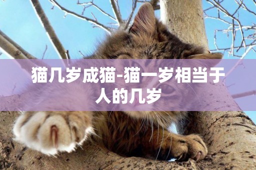 貓幾歲成貓-貓一歲相當于人的幾歲