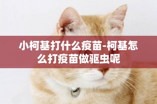 小柯基打什么疫苗-柯基怎么打疫苗做驅蟲呢