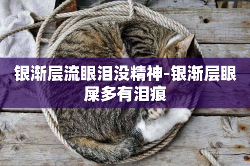 銀漸層流眼淚沒精神-銀漸層眼屎多有淚痕