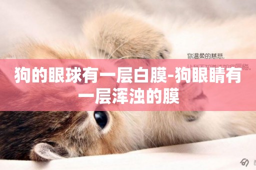 狗的眼球有一層白膜-狗眼睛有一層渾濁的膜