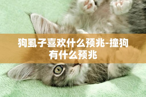 狗虱子喜歡什么預兆-撞狗有什么預兆