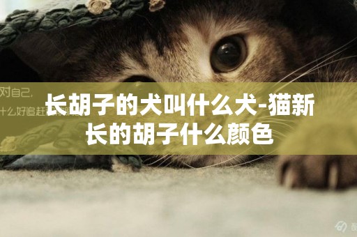 長胡子的犬叫什么犬-貓新長的胡子什么顏色