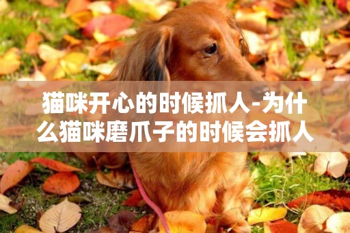 貓咪開心的時候抓人-為什么貓咪磨爪子的時候會抓人