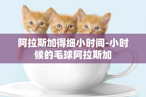 阿拉斯加得細小時間-小時候的毛球阿拉斯加