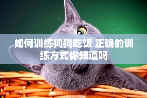如何訓練狗狗吃飯 正確的訓練方式你知道嗎 如何訓練狗狗吃飯 正確的訓練方式你知道嗎