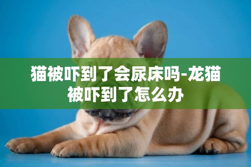 貓被嚇到了會尿床嗎-龍貓被嚇到了怎么辦