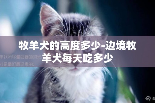 牧羊犬的高度多少-邊境牧羊犬每天吃多少