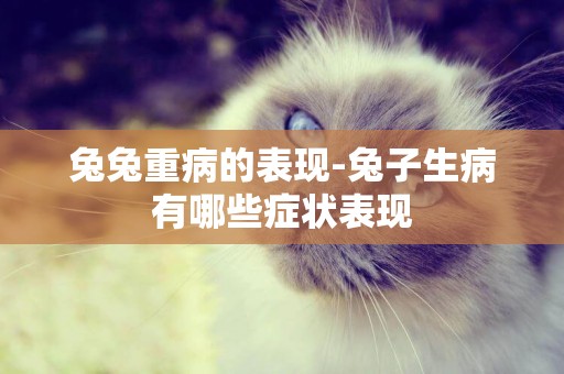 兔兔重病的表現-兔子生病有哪些癥狀表現