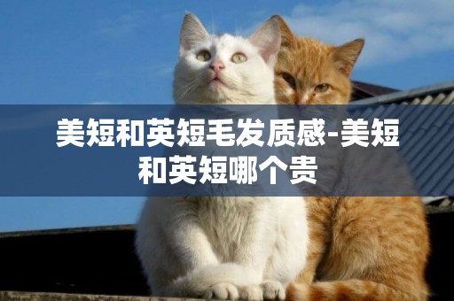 美短和英短毛發質感-美短和英短哪個貴