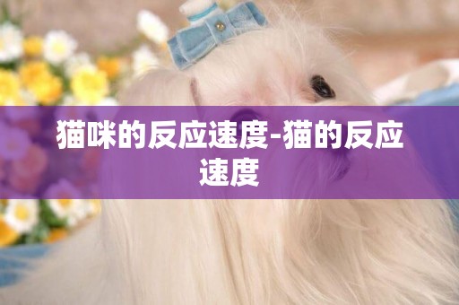 貓咪的反應速度-貓的反應速度