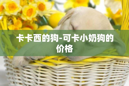 卡卡西的狗-可卡小奶狗的價格