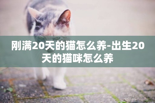 剛滿20天的貓怎么養-出生20天的貓咪怎么養