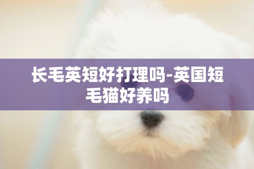長毛英短好打理嗎-英國短毛貓好養嗎