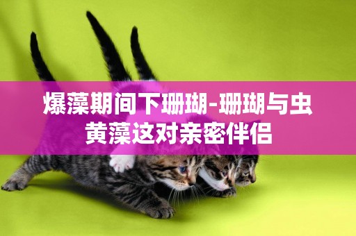 爆藻期間下珊瑚-珊瑚與蟲黃藻這對親密伴侶
