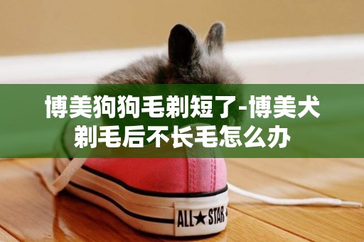 博美狗狗毛剃短了-博美犬剃毛后不長毛怎么辦