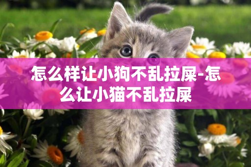 怎么樣讓小狗不亂拉屎-怎么讓小貓不亂拉屎