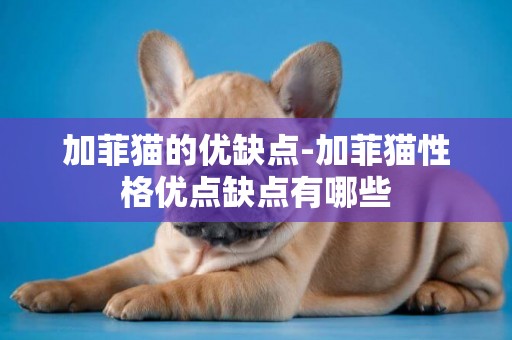 加菲貓的優缺點-加菲貓性格優點缺點有哪些