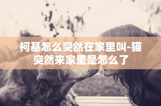 柯基怎么突然在家里叫-貓突然來家里是怎么了