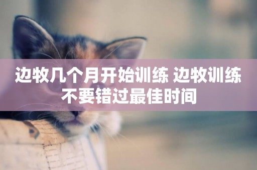 邊牧幾個月開始訓練 邊牧訓練不要錯過最佳時間