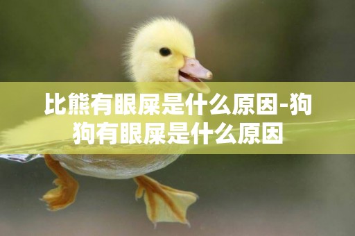比熊有眼屎是什么原因-狗狗有眼屎是什么原因
