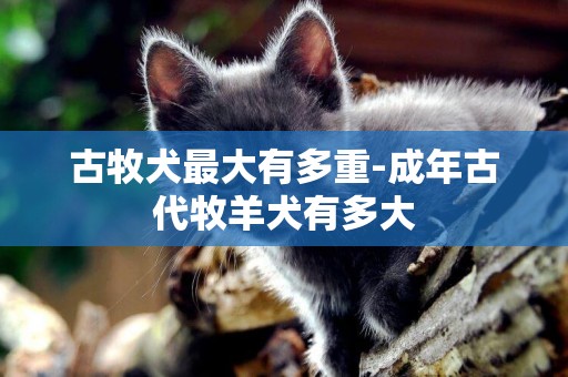 古牧犬最大有多重-成年古代牧羊犬有多大