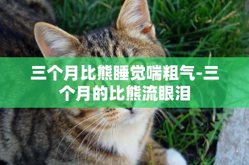 三個月比熊睡覺喘粗氣-三個月的比熊流眼淚