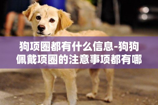 狗項圈都有什么信息-狗狗佩戴項圈的注意事項都有哪些