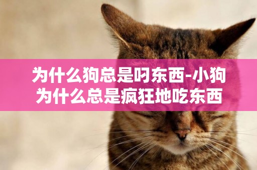 為什么狗總是叼東西-小狗為什么總是瘋狂地吃東西