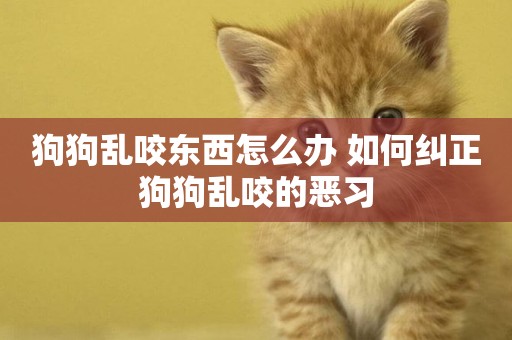 狗狗亂咬東西怎么辦 如何糾正狗狗亂咬的惡習