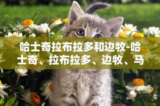 哈士奇拉布拉多和邊牧-哈士奇、拉布拉多、邊牧、馬犬