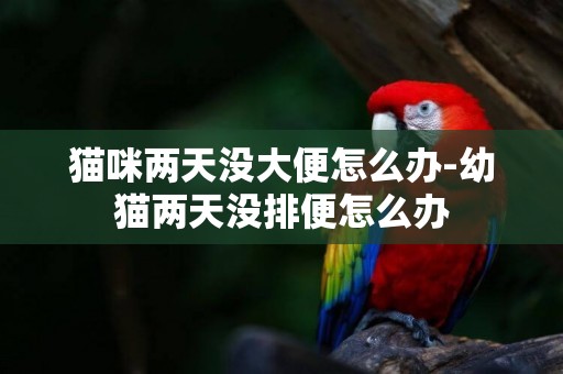 貓咪兩天沒大便怎么辦-幼貓兩天沒排便怎么辦