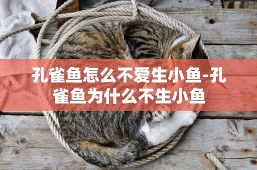 孔雀魚怎么不愛生小魚-孔雀魚為什么不生小魚