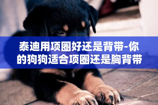 泰迪用項圈好還是背帶-你的狗狗適合項圈還是胸背帶