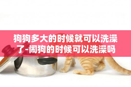 狗狗多大的時候就可以洗澡了-鬧狗的時候可以洗澡嗎
