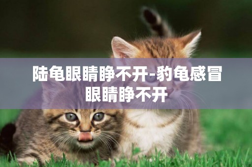 陸龜眼睛睜不開-豹龜感冒眼睛睜不開