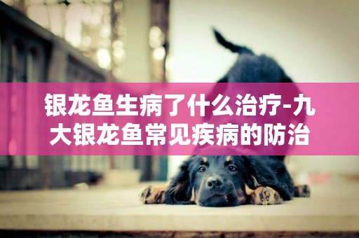 銀龍魚生病了什么治療-九大銀龍魚常見疾病的防治