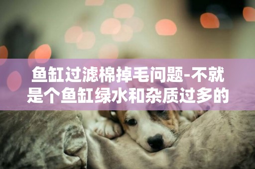 魚缸過濾棉掉毛問題-不就是個魚缸綠水和雜質過多的問題嗎