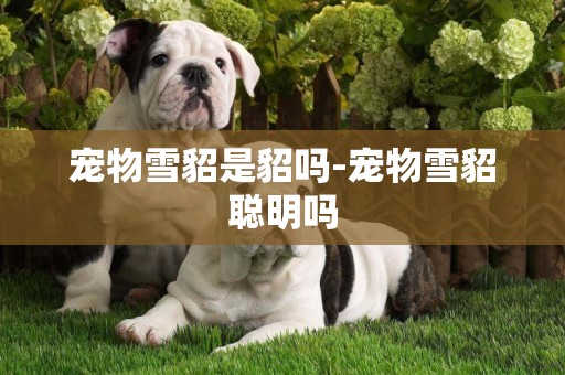 寵物雪貂是貂嗎-寵物雪貂聰明嗎