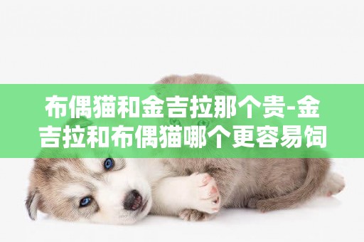 布偶貓和金吉拉那個貴-金吉拉和布偶貓哪個更容易飼養