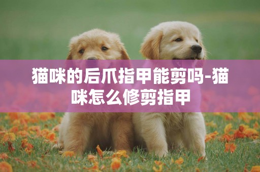 貓咪的后爪指甲能剪嗎-貓咪怎么修剪指甲