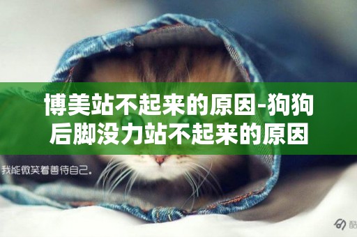 博美站不起來的原因-狗狗后腳沒力站不起來的原因