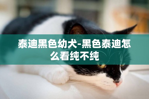 泰迪黑色幼犬-黑色泰迪怎么看純不純